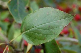 Malus rockii Leaf (21/10/13, Kew Gardens, London)