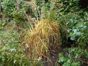 deciduous grass in need of tidying up