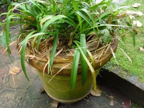 dried grass insulates top of plant pot from frost