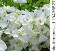 white bougainvillea