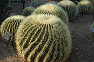 Echinocactus grusonii (03/11/2013, Kew Gardens, London)