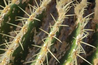 Echinocactus grusonii Thorns (03/11/2013, Kew Gardens, London)