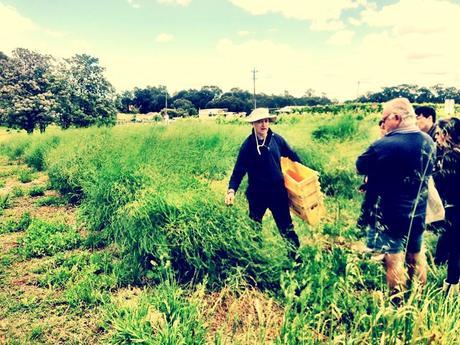A day out in the Swan Valley learning about Asparagus