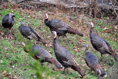 Rainy Day with Turkeys and Kittehs