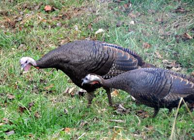 Rainy Day with Turkeys and Kittehs