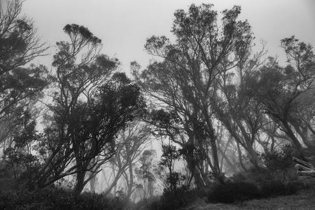 mist around trees