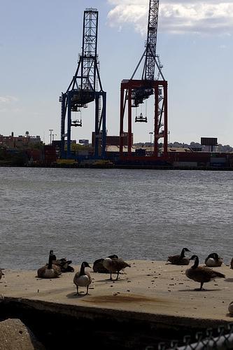 birds of a feather.jpg