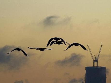 IMGP3517rd - Five ducks and freedom tower