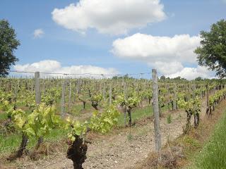 Sud-Ouest France: Vins, Culture et Campagne