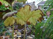 Garden This Weekend 24th November 2013