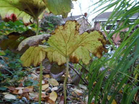 Darmera peltata fading leaf