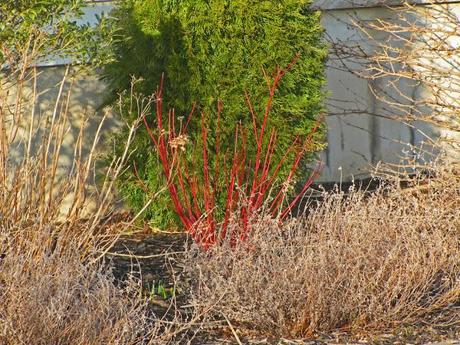 Red Twig dogwood 'Arctic Fire'