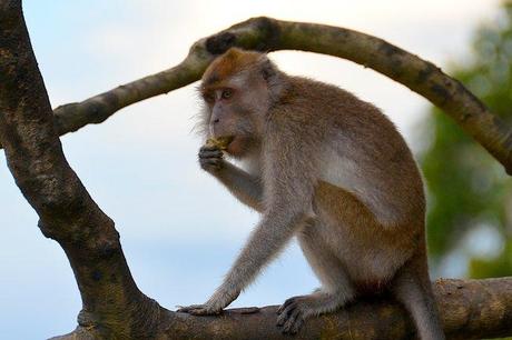 Long tail macaque