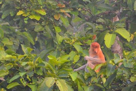 Elusive proboscis monkey