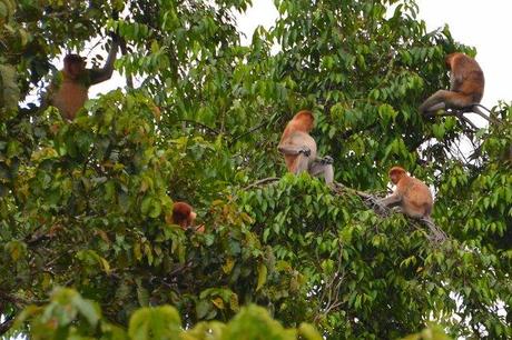 Proboscis monkeys