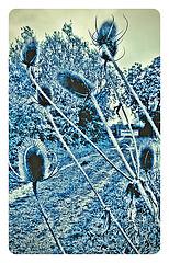 Teasels at Cossington Meadows LRWT #cossingtonmeadows#LRWT#camera+ by davidearlgray