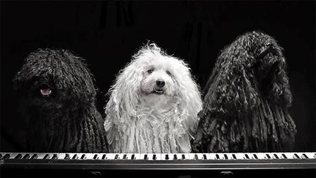 VIDEO: DOGS Sing to End Animal Cancer!