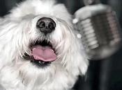 VIDEO: DOGS Sing Animal Cancer!