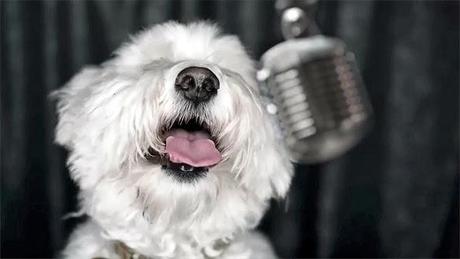 VIDEO: DOGS Sing to End Animal Cancer!