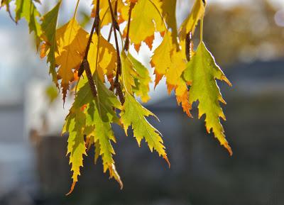 Autumn Tree Strageties II