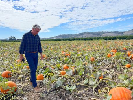 Pumpkin Quest