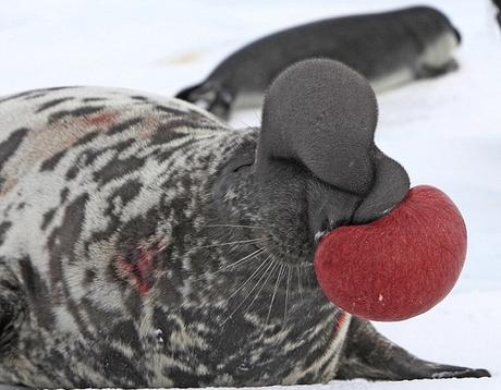 Male hooded seal (Cystophora cristata)