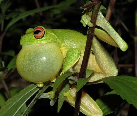 Red-eyed Tree Frog (Litoria chloris)