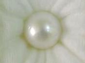 Rituals Wearing Pearl Gemstone (Moti Stone)