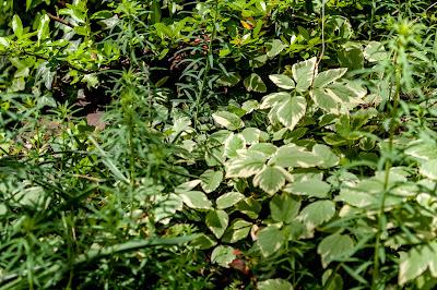 Tree trunks and greens