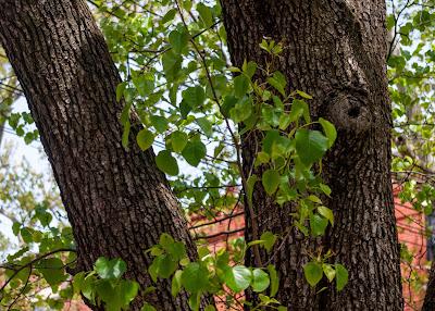 Tree trunks and greens