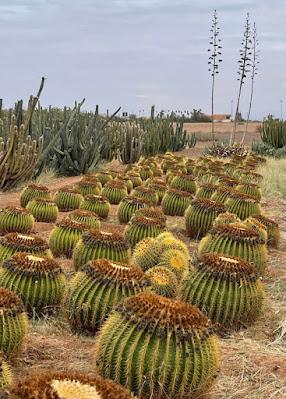 MOROCCO: GARDENS AND MORE Part I,  Guest Post by Susan Kean