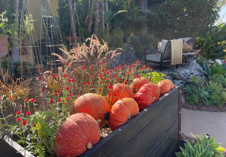 Fall is In the House and Garden