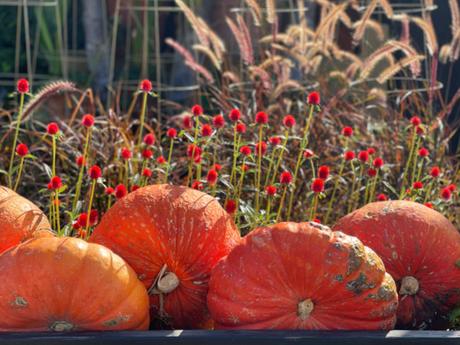 Fall is In the House and Garden