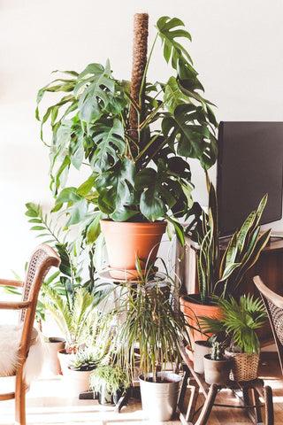 The Benefits of Indoor Plants