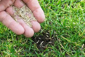12 Lawn Care Tips for Bermuda Grass