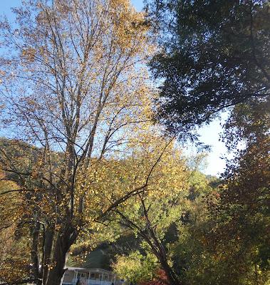 Autumn's Stained Glass