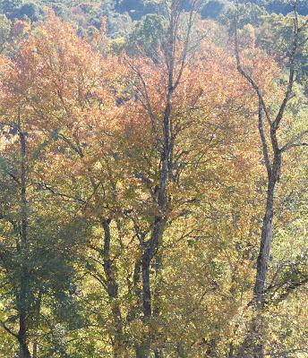 Autumn's Stained Glass