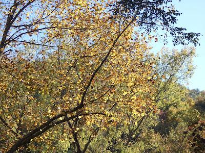 Autumn's Stained Glass