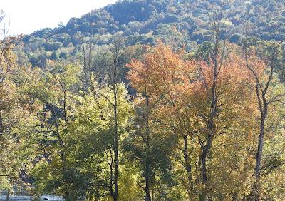Autumn's Stained Glass