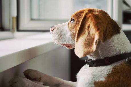 Top tips to help your pet adjust to an empty home