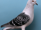 Everything Need Know About Google’s Pigeon Update 2014