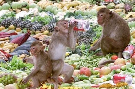 Monkey Buffet Festival, Thailand