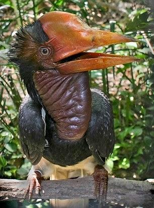 hornbill driven to extinction ~ for 'ivory' - it is not only elephants !!