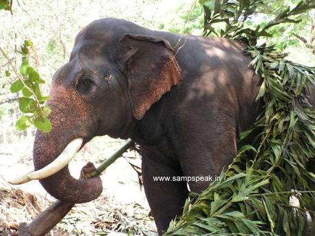 hornbill driven to extinction ~ for 'ivory' - it is not only elephants !!