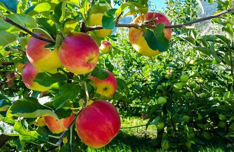 Sunrise Apples