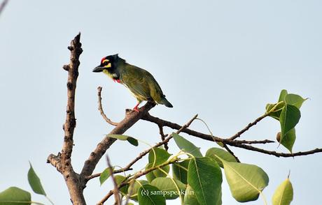 the beau - green - Coppersmith barbets !
