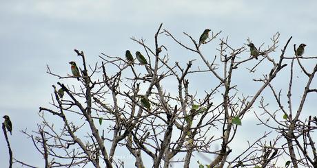 the beau - green - Coppersmith barbets !