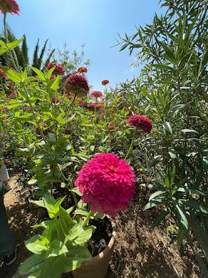 MOROCCO: GARDENS AND MORE Part II,  Guest Post by Susan Kean