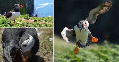 Scientific rationality and anomaly