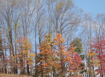 Autumn's Patina